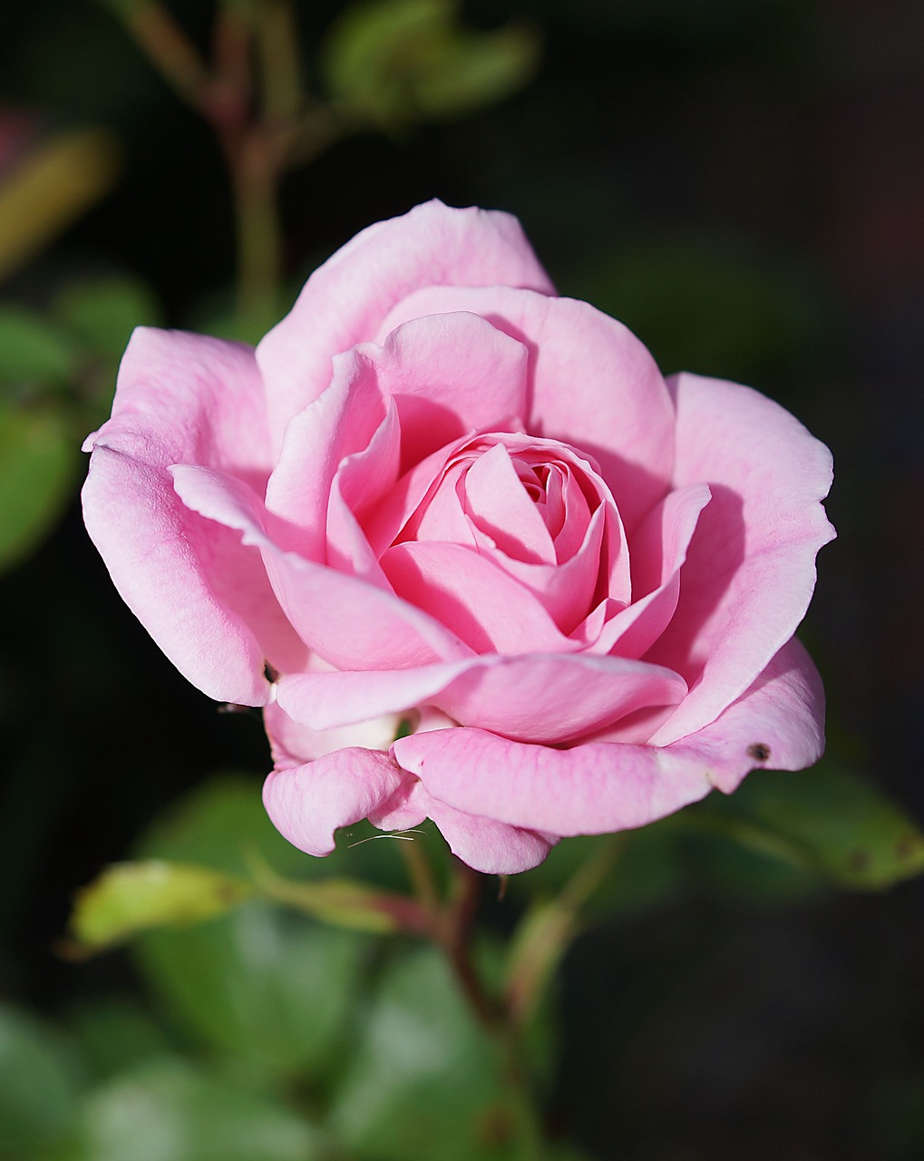flower, rose, pink rose-358650.jpg